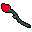 red rose